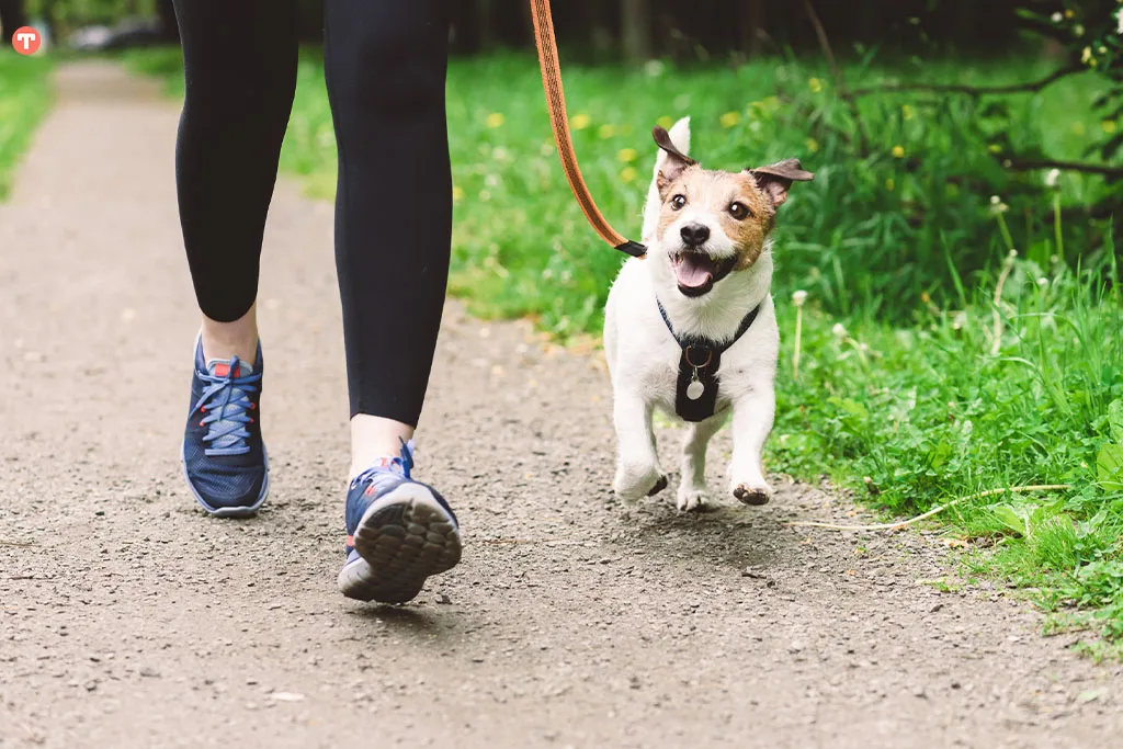 Places to Take Dogs in Atlanta